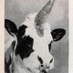 Illustration for article titled The (Un-)Natural History of Man-Made Unicorns